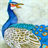 free peacock wallpaper icon