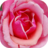 Free Roses HD Wallpapers icon