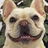 French Bulldog Breed icon