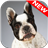 French Bulldog Wallpapers icon