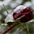 Frozen Red Rose LWP icon