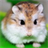 Funny Hamster Live Wallpaper icon