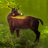 Deer HD Live Wallpaper icon