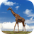 Giraffes HD Wallpaper icon