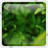 Green Thicket icon