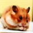 Hamster Wallpaper icon