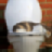 Hangover Cat Live Wallpaper icon