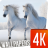 Horses wallpapers 4k icon