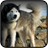 Husky Dog Wallpapers icon