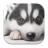 Husky Puppy Live Wallpapers 1.0