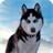 Husky Siberian Dog Live Wallpaper icon