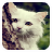 Innocent Cat LiveWallpaper icon