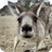 Kangaroo Live Wallpaper icon