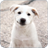 Labrador Dog Wallpaper icon