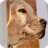 Labrador Dogs Pack 2 Live Wallpaper icon