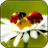 Ladybug HD Wallpaper icon