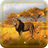 Lion Savanna Wild version 1.0