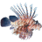 LionfishStickerMagnet icon