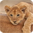 Little Lion Live Wallpaper icon