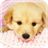 Little Puppies Live Wallpaper icon