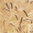 Liveearsofwheat Wallpaper icon