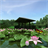 Lotus Pond 360°Trial icon
