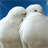 love birds wallpapers icon