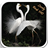Lovely Birds HD Wallpapers APK Download