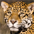 leopard live wallpaper icon