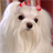 maltese dog wallpaper icon