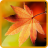 Maple Leaf Wallpapers icon