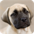 Mastiff Dog Live Wallpaper icon