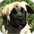 Mastiff Wallpapers icon