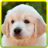 My Little Dogs Jigsaw Puzzle icon