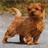 Norfolk Terrier Wallpapers icon