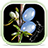 Coprosma icon