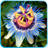 Passion Flowers icon
