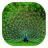 Peacock version 1.3