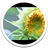 Note4 Sunflower Live Wallpaper icon