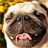pugs wallpaper free icon