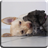 Puppies Video Live Wallpaper icon