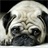 puppy pug wallpapers icon