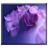 Descargar Purple Rose