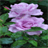 Rainy Purple Rose LWP 2