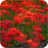 Red Flowers Live Wallpaper icon
