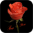 Red Rose Live Wallpaper version 1.0