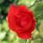 Red Rose Wallpaper APK Download