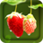 Strawberry In Spring icon