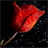 Red Tulip Shine LWP icon