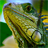 reptile wallpapers icon